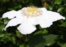 Clematis-035.jpg